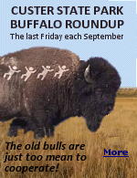 Feel the earth shake As the hooves of more than 1,300 American buffalo thunder through the valley. At the annual Buffalo Roundup, cowboys and cowgirls on horseback spur them over the ridge, down the hill and into corrals for sorting. The Custer State herd (other than the mean bulls who refuse to cooperate) passes by only a few hundred feet from you.  